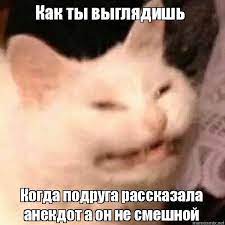 Как ты выглядишь Когда подруга рассказала анекдот а он не смешной, Мем Ыыы  смешно - Кот
