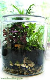 How To Make A Rainforest Terrarium With Kids With Images Rainforest Project Habitats Projects Habitat Activities