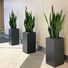 Bloom Flourish Indoor Office Plant Service Denver Indoor Office Plants Ornamental Grasses Office Plants