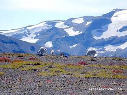 The Animals And The Mountains Of The Tundra Tropical Rainforest Rainforest Tundra