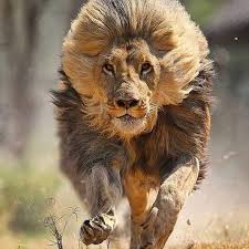Follow Wildlife Cats Follow Wildlife Cats Follow Wildlife Cats Picture By Unknown Dm Credits Panther Memeliler Buyuk Kediler Hayvanlar