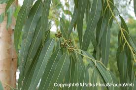 Image result for Eucalyptus camaldulensis