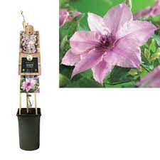Each of the flowering vines has its own beauty and characteristics. Clematis Climbing Plants Pink Fantasy 3 0 Large Flowered Florastore