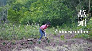 chinese onion 我用3個月時間做了一壇酸辣藠頭 這樣吃365天都不會變質了 lizhangliu channel youtube chinese onion outdoor structures outdoor