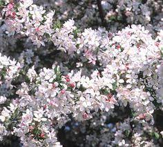 Adaptable small tree with excellent leathery dark green foliage. 41 Flowering Trees Gorgeous Ideas Flowering Trees Fast Growing Trees Shrubs