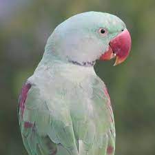 Get a pigeon, parrot, finch, hens and more on kijiji, canada's #1 indian ringneck in birds for rehoming in canada. Indian Ringneck Guide For Care Lifespan Health And Behavior