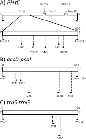 Image result for Phyllanthus loandensis