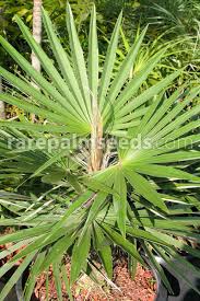 Image result for Coccothrinax
