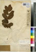 Image result for Combretum cinereopetalum