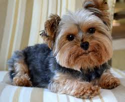 What Is A Yorkie The #1 yorkie community online. what is a yorkie