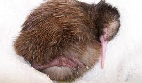 Check spelling or type a new query. The Young Bird Kiwi For Kiwis