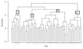 Image result for Monothecium glandulosum