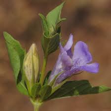 Image result for Dyschoriste transvaalensis