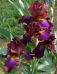 Pin On Irises