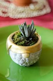 Shop zhik clothing, gear, shoes, accessories & more. The Best Christmas Plants For Gifts And Decor The Gifted Gabber