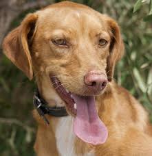 Bono 2 Year Old Male Ibizan Hound Cross Podenco Cross Ibizan Hound Dog Adoption Hound