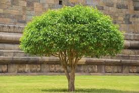 Ideal is a relatively fast growing tree that grows to a height of about 4 to 5 feet. How To Turn A Shrub Into A Small Tree Trimming Large Bushes Into Small Trees