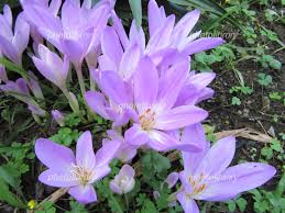イヌサフランの花 写真素材 5305298 フォトライブラリー Photolibrary