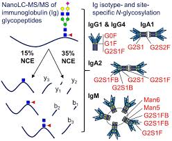 multi isotype glycoproteomic characterization of serum