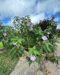 Image result for Ipomoea carnea