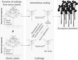 I tried to burn the stumps. Rooting Of Eucalypt Cuttings As A Problem Solving Oriented Model In Plant Biology Sciencedirect