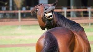 Try Not To Laugh Watching Funny Animals Compilation Funniest Animals Vines 2019 Devilishberre Think you've mastered the try not to laugh challenge?