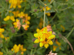 We did not find results for: This Beautiful Yellow Wildflower Was Blooming Along The Oregon Coast During The Summer Of 2010 C Marty Nelson Photo Yellow Wildflowers Wild Flowers Photo Art