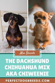 Pin On Chiweenies