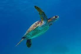Image result for turtle