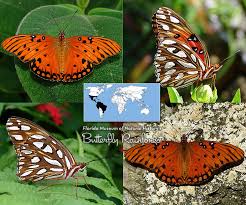 Image taken by moira ashleigh at the butterfly place, westford, massachusetts. Id Guide Orange Butterflies Exhibits