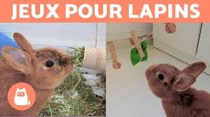 En faisant preuve d'un peu de. Tuto 3 Jouets Diy Pour Lapins Avec Des Materiaux Recycles Youtube