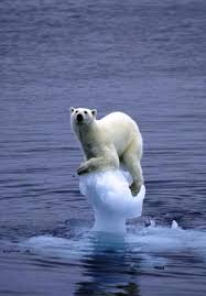 Global Warming And The Impact On Wildlife Articles O Karmic Polar Bear Animals Wild Bear