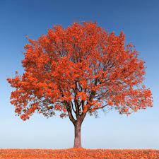 It grows fast like a silver maple, but has the strong branching and beautiful red fall color of the red maple. Autumn Fantasy Red Maple Tree Buy At Nature Hills Nursery