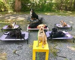 We are a a 501(c)(3) nonprofit organization dedicated to rescuing, rehabilitating, and rehoming abandoned, abused, discarded, and displaced dogs that wind up at risk of losing their lives on the streets as strays or as undesirables in animal shelters. Dog Training Bend Oregon Flash Dog Training