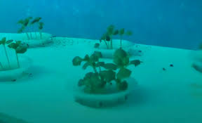 الزراعة تحت سطح البحر مصدر غذائي جديد للبشر فيديو عنب بلدي