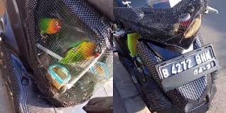 Jual produk kaos baju burung murah dan. Sulap Motor Jadi Sarang Burung Pria Ini Banjir Hujatan Merdeka Com
