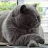 5 Things to Know About British Shorthairs - Petful