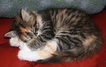 For a comprehensive list of all shelters and rescues, including organizations that specifically focus on a siberian, try our search page. Deedlebugs Siberian Cats Minnesota Breeder Of Hypo Allergenic Siberian Kittens Omg This Looks Just Like My Doodle Bug Siberian Cat Cats Siberian Kittens