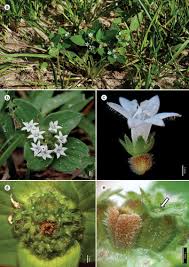 Image result for Richardia brasiliensis