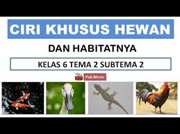 Pengertian unggas adalah golongan binatang yang memiliki tulang belakang (vertebrata), memiliki bulu yang menutupi hampir semua bagian tubuhnya dan masih termasuk keluarga dari burung. Ciri Khusus Hewan Dan Habitatnya Ayam Bebek Ikan Dan Cicak Kelas 6 Tema 2 Subtema 2 Youtube