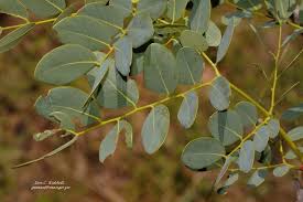 Image result for Burkea africana