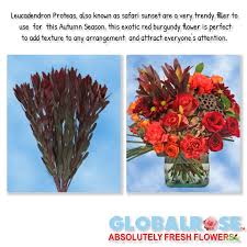 Maybe you would like to learn more about one of these? Leucadendron Proteas Red Filler Flowers Flowers White Rose Centerpieces Fall Flowers