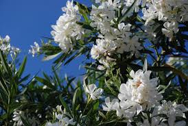 We did not find results for: Piante Velenose Elenco Delle Specie Autoctone Native Spaziopiante It