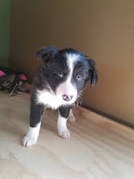 Border Collie Puppies For Sale In Michigan Petfinder