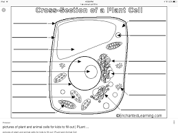 Check spelling or type a new query. Plant Cell Fill In 2 Diagram Quizlet