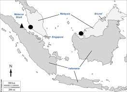 Fiszkoteka, your checked english malaysian dictionary! Map Of The Malay Archipelago Peninsular Malaysia Sumatra And Borneo Download Scientific Diagram
