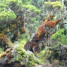 The rwenzori mountains national park in western uganda was created in 1991 and is just under a thousand square kilometres. Rwenzori Mountains National Park World Heritage Outlook
