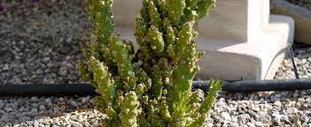 Closeup shot of a cactus with needles during daytime. Austrocylindropuntia Species Eve S Needle Christmas Tree Cactus Austrocylindropuntia Subulata F Monstrosa