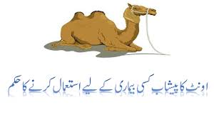 The was innocent, the world knew that, and it was not proved that malik. Urdu Info Kia Ont Camel Ka Pisaah Peena Halal Hain 2017 Youtube
