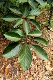 Image result for Sterculia tragacantha